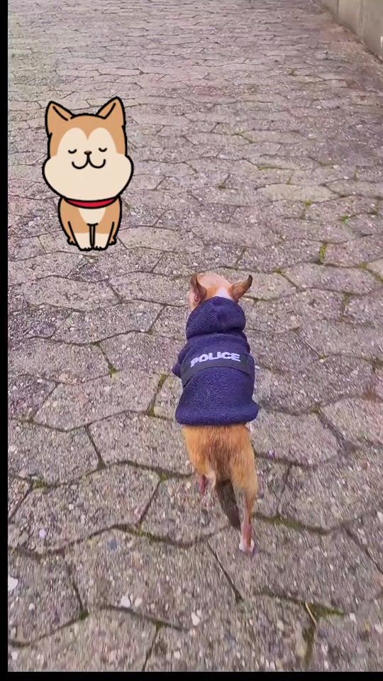 TikTok video thumbnail by csipetshow