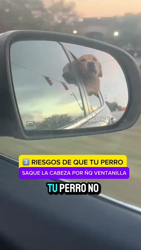 TikTok video thumbnail by amomiretriever