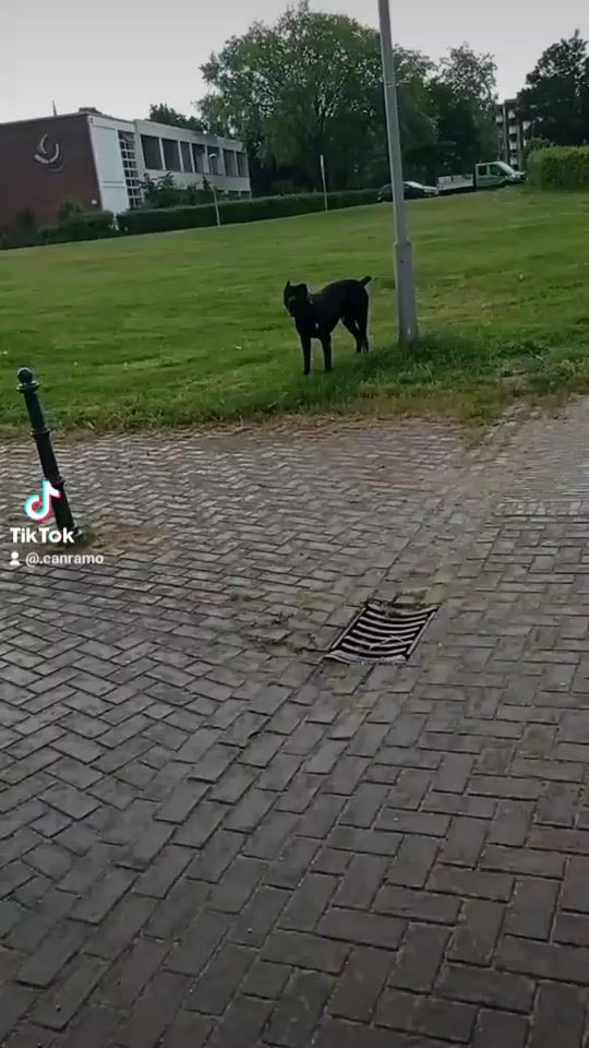 TikTok video thumbnail by .canramo
