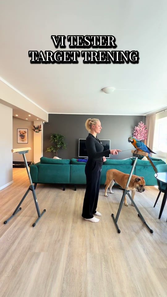 TikTok video thumbnail by ariathemacaw