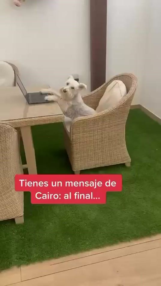 TikTok video thumbnail by cairoguapo