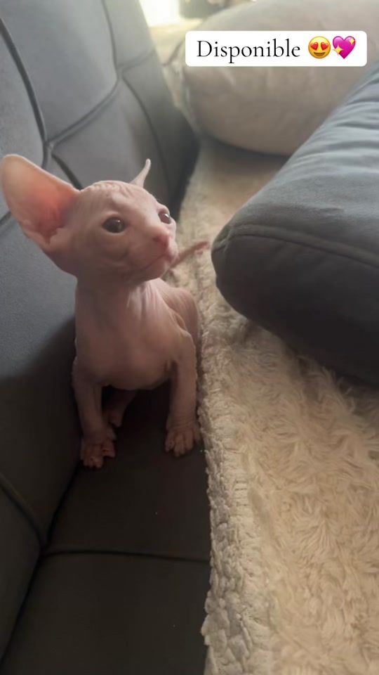TikTok video thumbnail by gatitosegipciossphynx