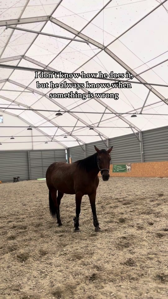 TikTok video thumbnail by ob_horses12