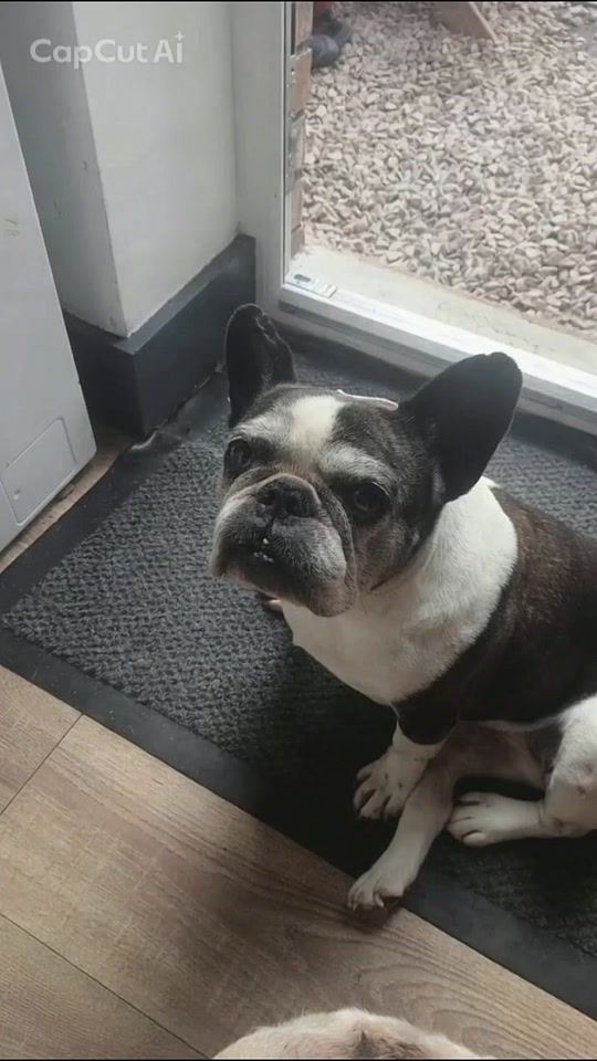 TikTok video thumbnail by oldest.frenchie