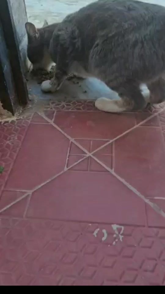 TikTok video thumbnail by kouki3571