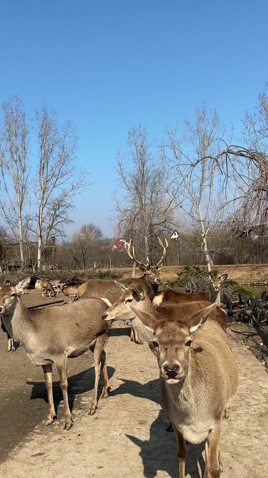 TikTok video thumbnail by i.wildlifefoundation