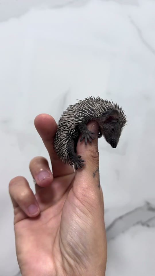 TikTok video thumbnail by exoticpanimals