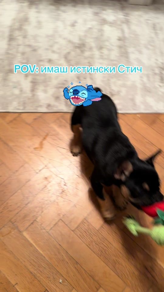 TikTok video thumbnail by sstoychew