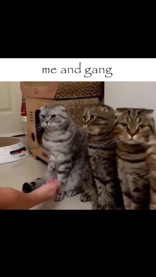 TikTok video thumbnail by xindoss_