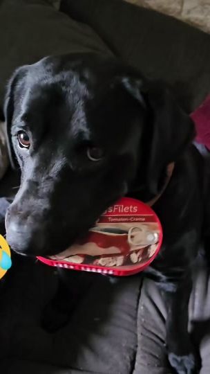 TikTok video thumbnail by baedal_