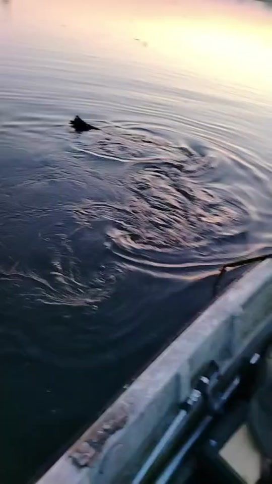 TikTok video thumbnail by fulltimerpesca