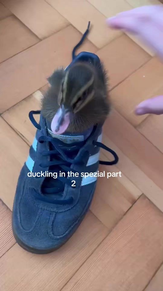TikTok video thumbnail by aj0n3ssss