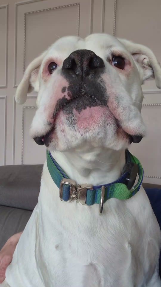 TikTok video thumbnail by milothewhiteboxer