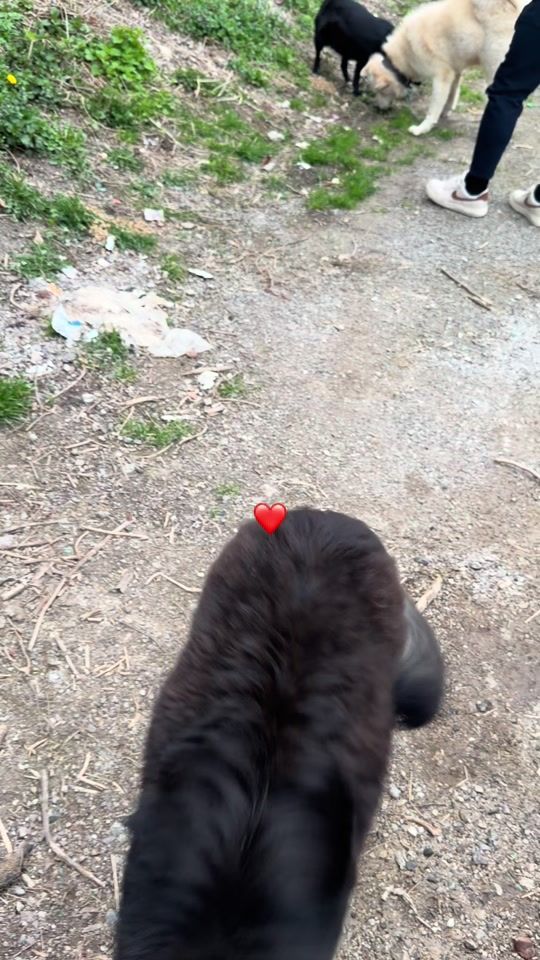 TikTok video thumbnail by _alialen