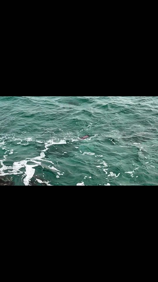 TikTok video thumbnail by dimiisfishing