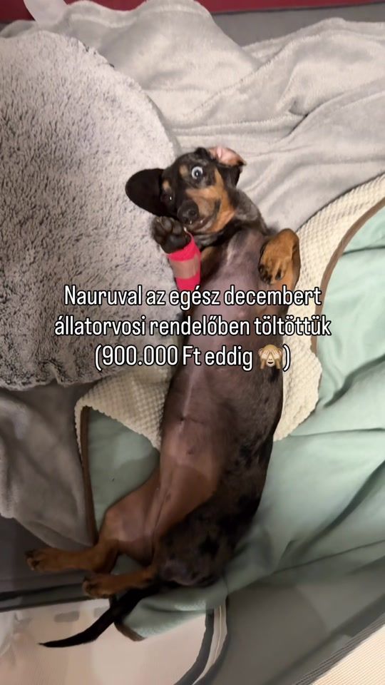 TikTok video thumbnail by 2blackdogsview