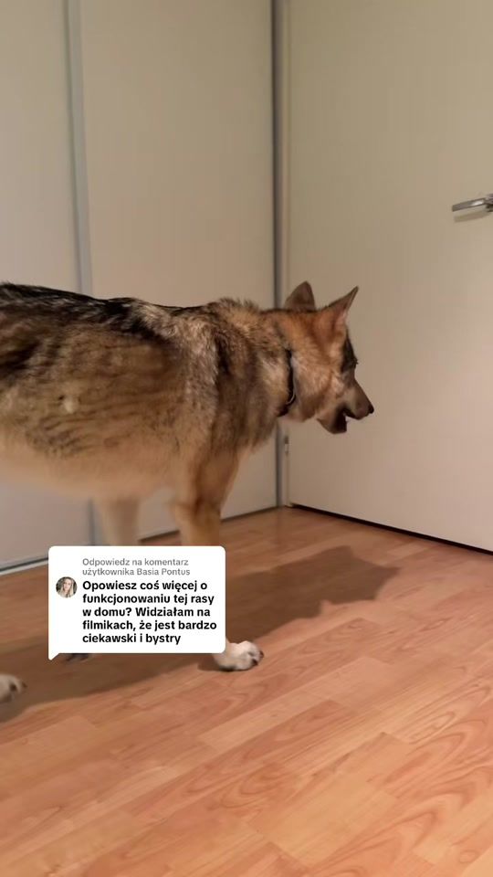 TikTok video thumbnail by patrycjapodhorodecka