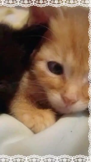 TikTok video thumbnail by luckysings_