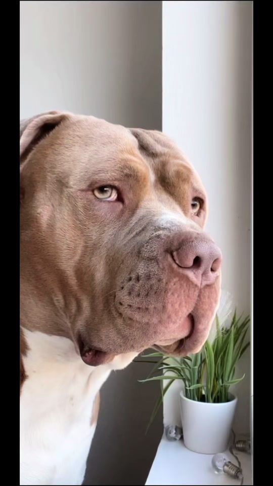 TikTok video thumbnail by ares.the.bully.xl