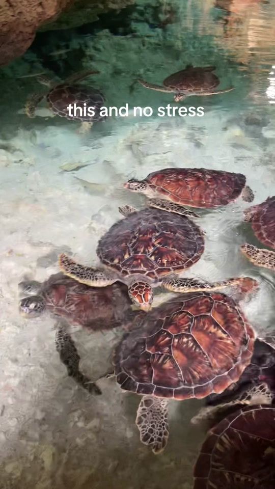 TikTok video thumbnail by beajambor