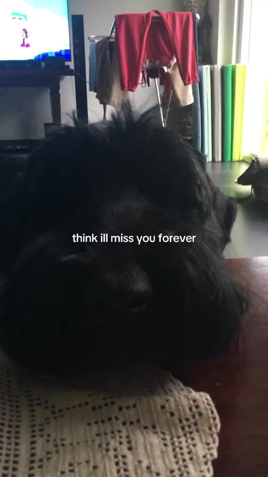 TikTok video thumbnail by medukand