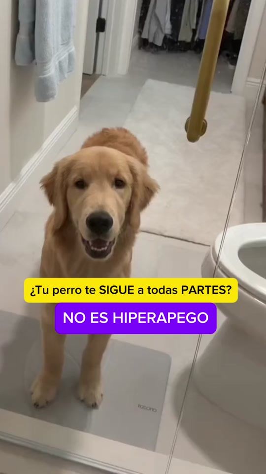 TikTok video thumbnail by amomiretriever