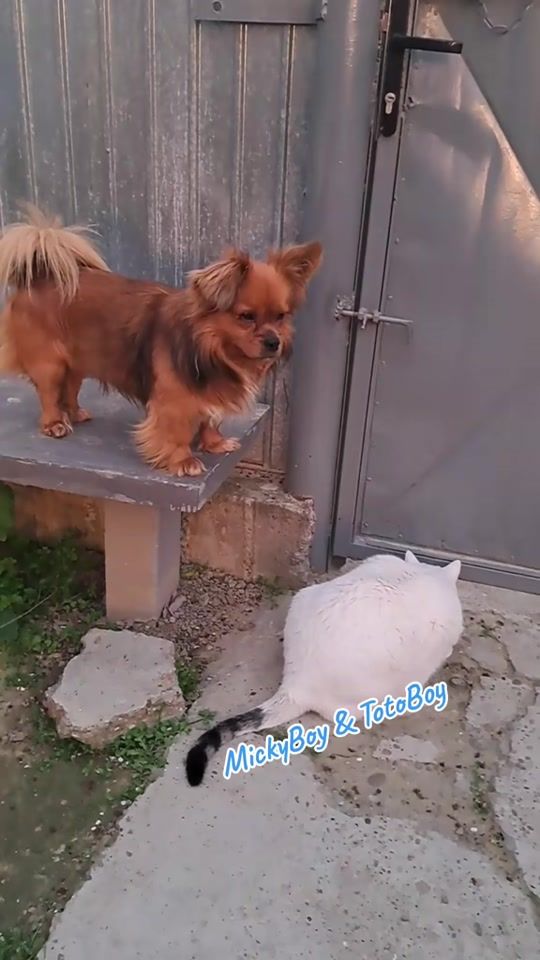 TikTok video thumbnail by micky0308