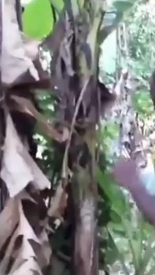 TikTok video thumbnail by nss480