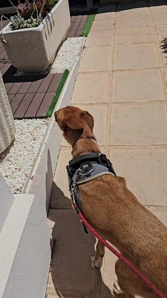 TikTok video thumbnail by pomelotropical