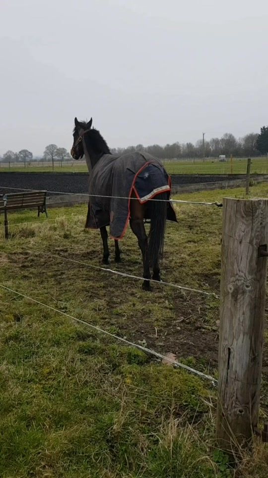 TikTok video thumbnail by summer.o_equine