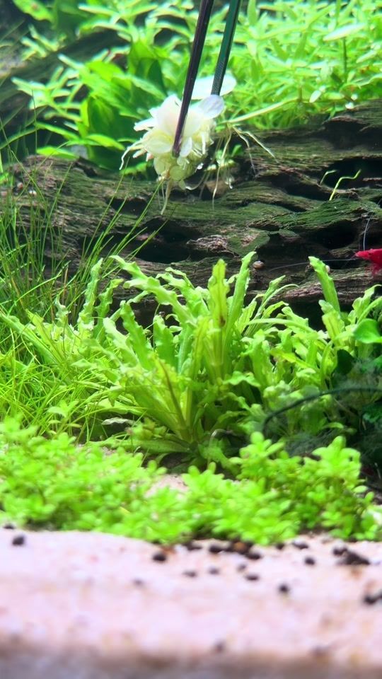 TikTok video thumbnail by aquascaping.passion