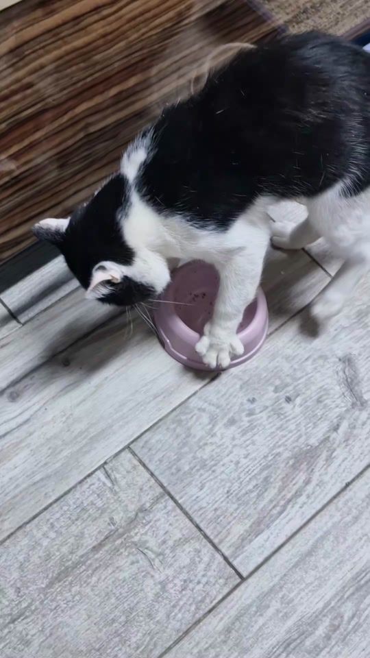TikTok video thumbnail by balcancamelia