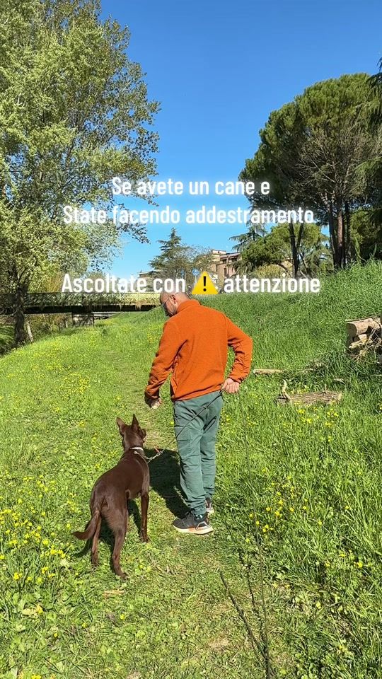 TikTok video thumbnail by masterdogacademy