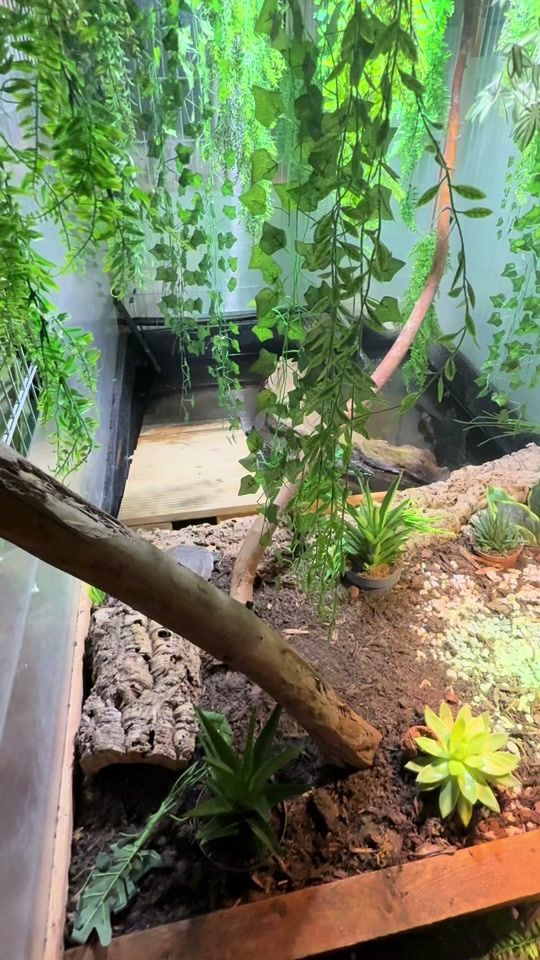 TikTok video thumbnail by happy.reptiles