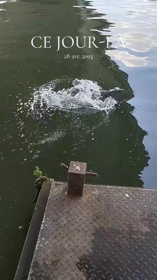 TikTok video thumbnail by ch.tis.bob