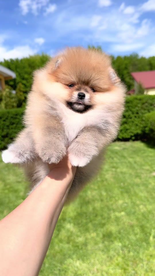 TikTok video thumbnail by pomeranian.glamour