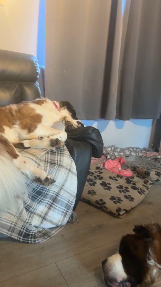 TikTok video thumbnail by barneyandbella