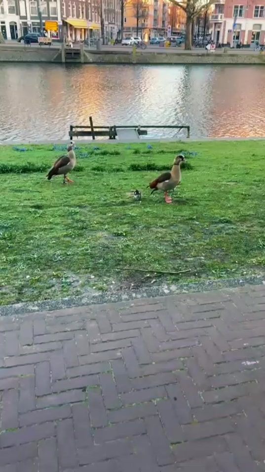 TikTok video thumbnail by fauconpelerin2