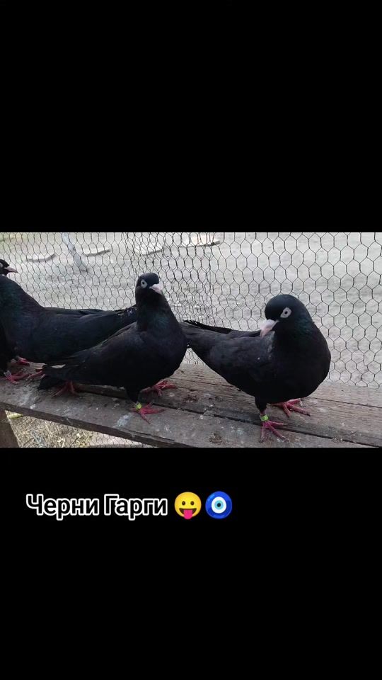 TikTok video thumbnail by petargalev