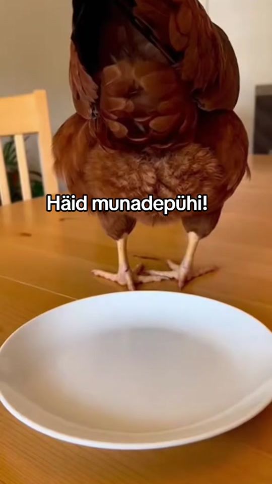 TikTok video thumbnail by jaanusburak