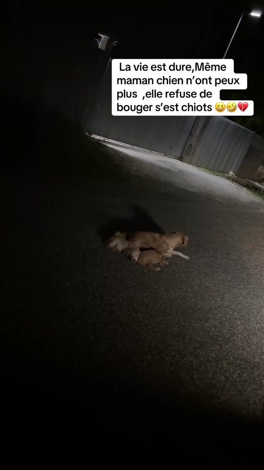 TikTok video thumbnail by zikodanii
