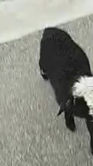 TikTok video thumbnail by queenbeecarnica