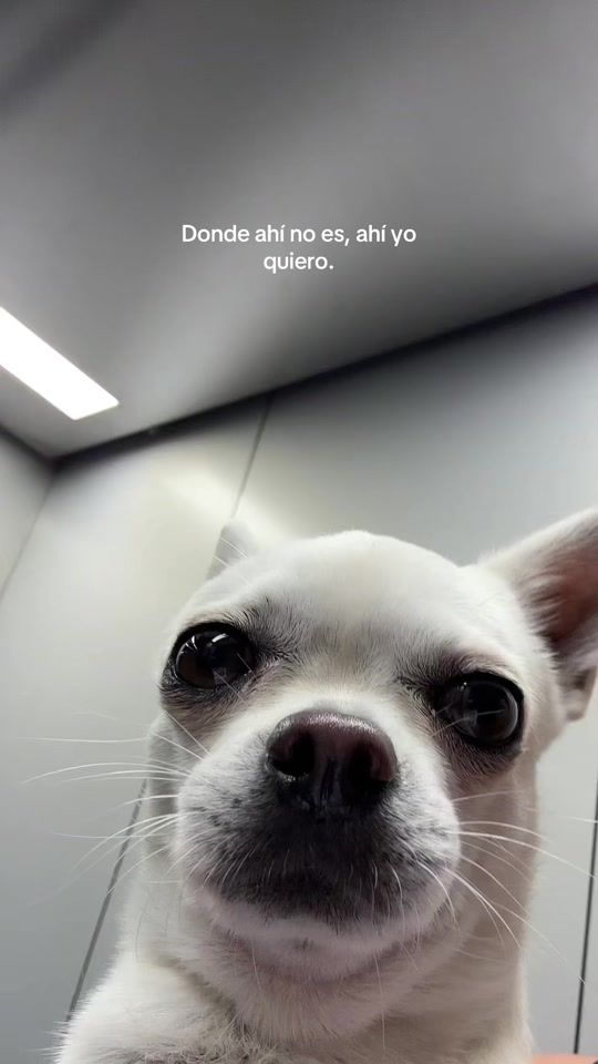 TikTok video thumbnail by stewie.ls