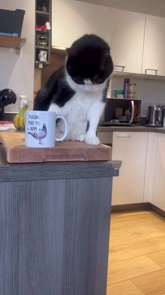 TikTok video thumbnail by crayzee_cat