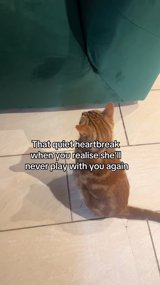 TikTok video thumbnail by bellaalongsidesimba