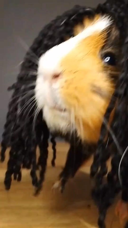 TikTok video thumbnail by animallover.zx123