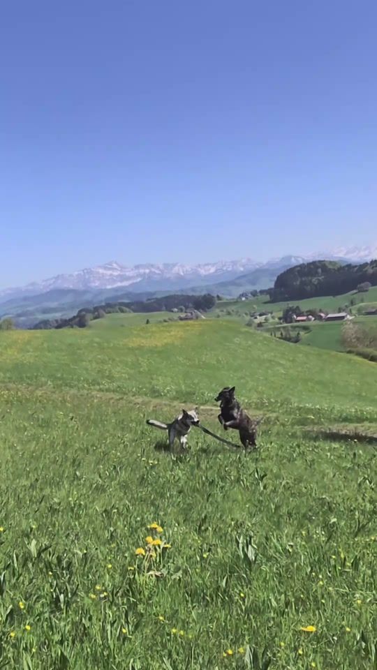 TikTok video thumbnail by wildfang_adela