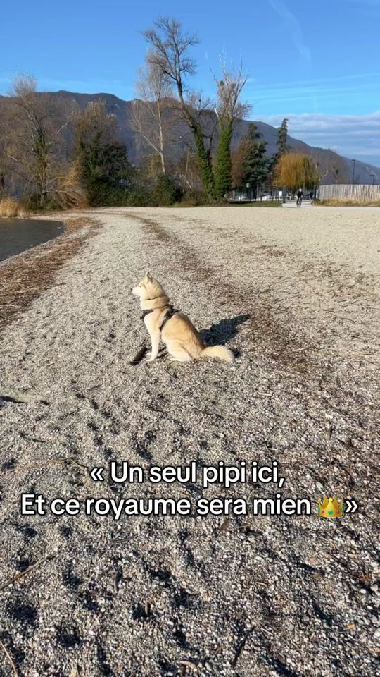 TikTok video thumbnail by inna_husky