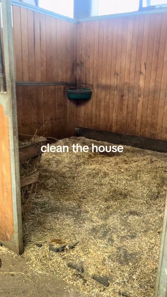 TikTok video thumbnail by showjumping.finni