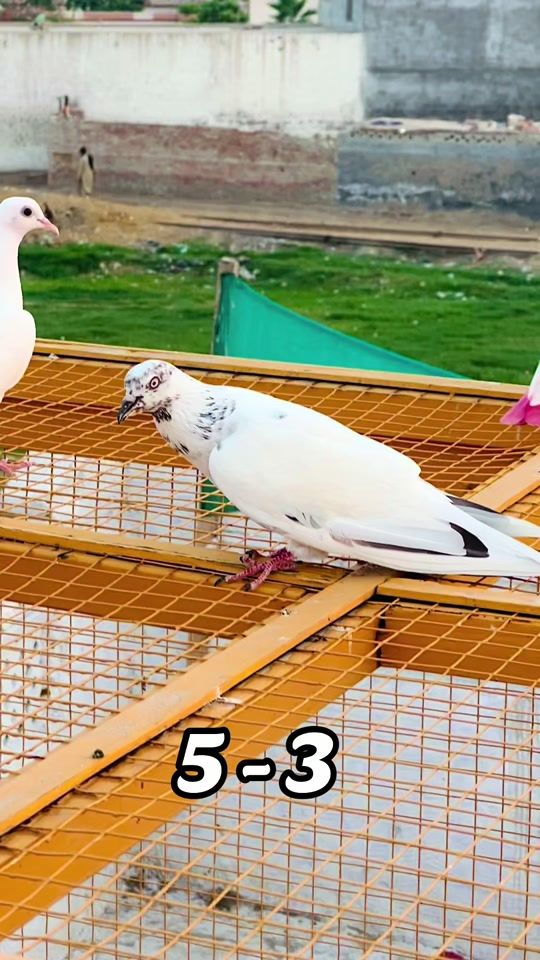 TikTok video thumbnail by idreesbrohi175